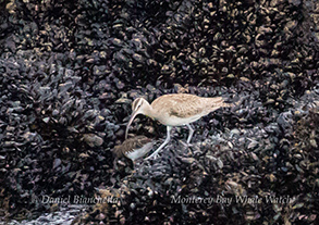 Whimbrel and Black Turnstone, photo by Daniel Bianchetta