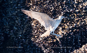 Whimbrel, photo by Daniel Bianchetta