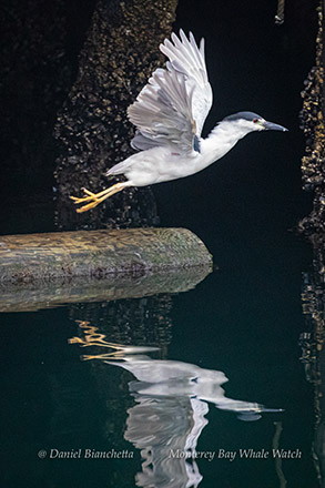 Black-crowned Night Heron sharing a crab photo by Daniel Bianchetta