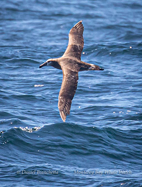 Black-footed Albatross photo by Daniel Bianchetta