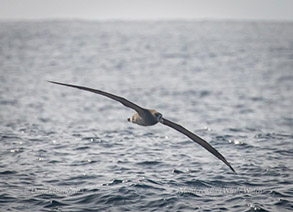 Black-footed Albatross, photo by Daniel Bianchetta