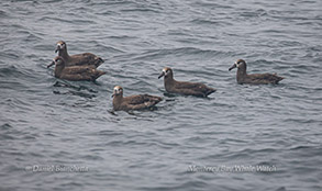 Black-footed Albatross photo by Daniel Bianchetta