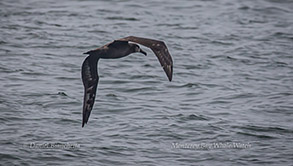 Black-footed Albatross photo by Daniel Bianchetta