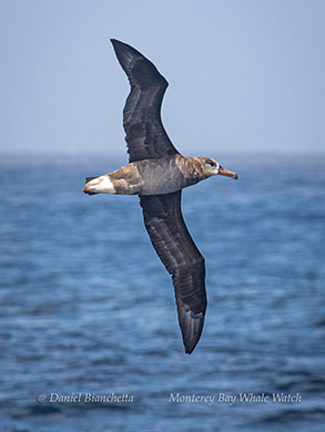 Black-footed Albatross photo by Daniel Bianchetta