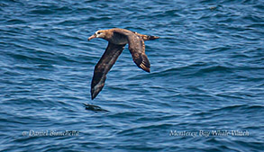 Black-footed Albatross photo by Daniel Bianchetta