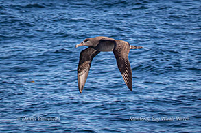 Black-footed Albatross photo by Daniel Bianchetta