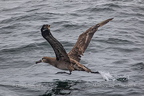 Black-footed Albatross taking off photo by Daniel Bianchetta