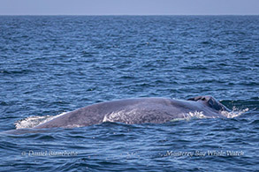 Blue Whale photo by Daniel Bianchetta