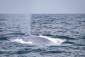 Blue Whale photo by Daniel Bianchetta