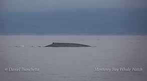 Blue Whale photo by Daniel Bianchetta