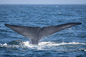 Blue Whale tail photo by Daniel Bianchetta