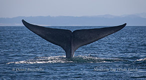 Blue Whale tail photo by Daniel Bianchetta