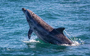 Bottlenose Dolphin, photo by Daniel Bianchetta