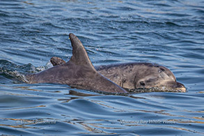 Bottlenose Dolphins photo by Daniel Bianchetta