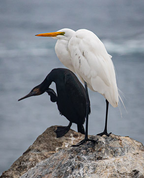 Brandt's Cormorant and Snowy Egret, photo by Daniel Bianchetta