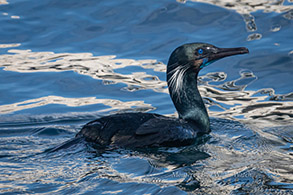 /Brandt's Cormorant photo by Daniel Bianchetta