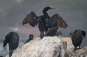 Brandt's Cormorants photo by Daniel Bianchetta