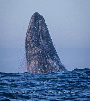 Breaching Gray Whale, photo by Daniel Bianchetta