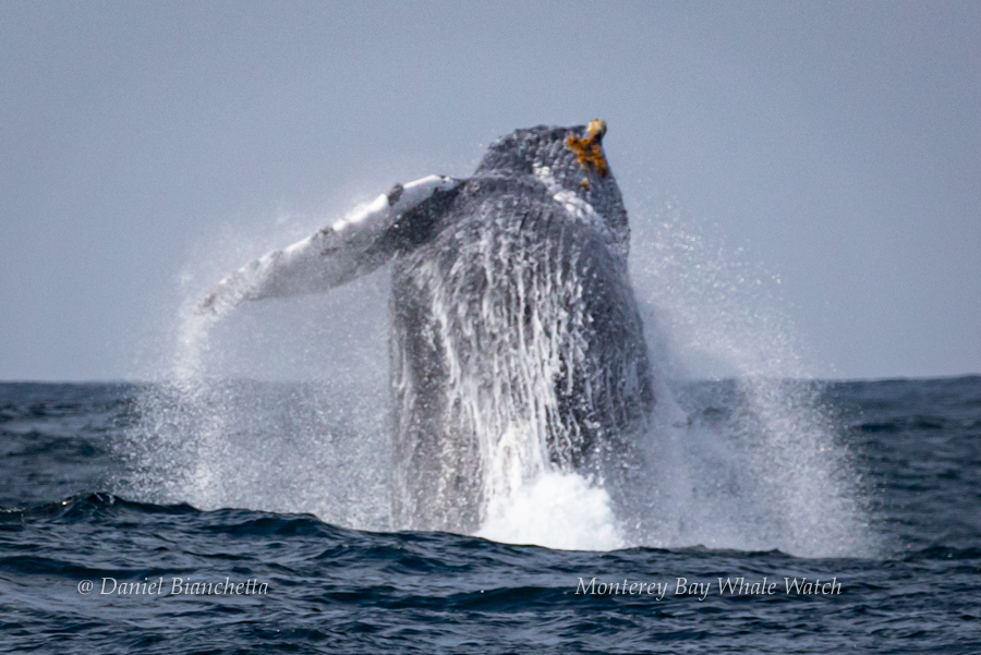 Breaching Humpback Whale photo by Daniel Bianchetta