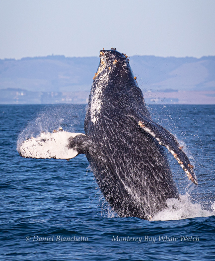 Breaching Humpback Whale photo by Daniel Bianchetta