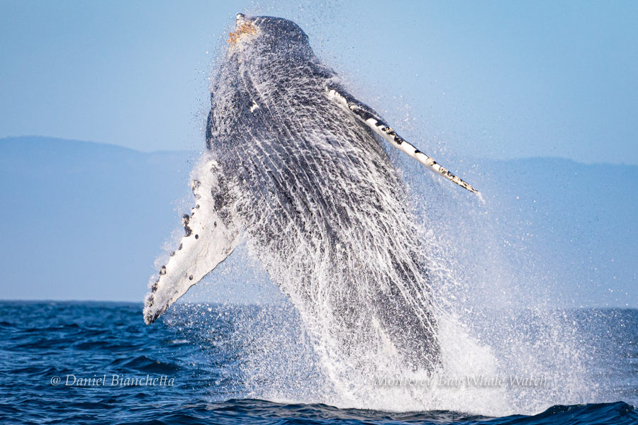 Breaching Humpback Whale photo by Daniel Bianchetta