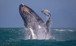 Breaching Humpback Whale photo by Daniel Bianchetta