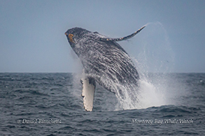 Breaching Humpback Whale photo by Daniel Bianchetta