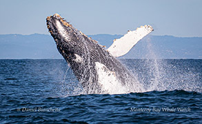 Breaching Humpback Whale photo by Daniel Bianchetta