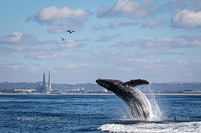 Breaching Humpback Whale photo by Daniel Bianchetta