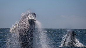 Breaching Humpback Whales photo by Daniel Bianchetta