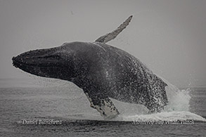 Breaching Humpback Whale photo by Daniel Bianchetta