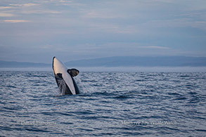 Breaching Killer Whale, photo by Daniel Bianchetta