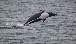 Breaching Northern Right Whale Dolphin photo by Daniel Bianchetta