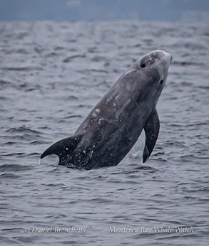 Breaching Risso's Dolphin photo by Daniel Bianchetta