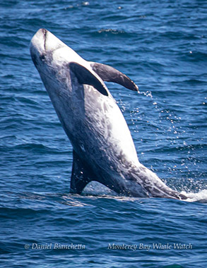 Breaching Risso's Dolphin photo by Daniel Bianchetta