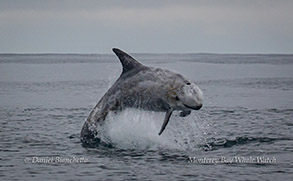 Breaching Risso's Dolphin photo by Daniel Bianchetta