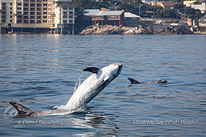 Breaching Risso's Dolphin photo by Daniel Bianchetta