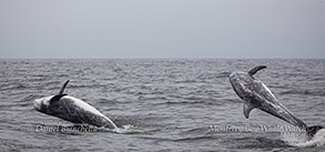 Breaching Risso's Dolphins photo by Daniel Bianchetta