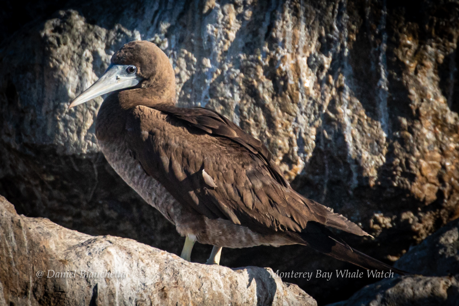 Brown Booby photo by Daniel Bianchetta