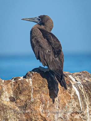 Brown Booby, photo by Daniel Bianchetta