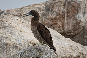 Brown Booby photo by Daniel Bianchetta