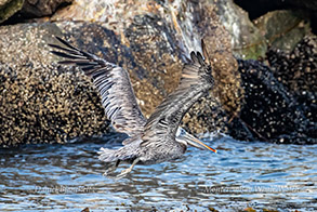 Brown Pelican photo by Daniel Bianchetta