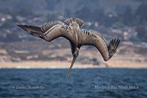 Brown Pelican plunge diving photo by Daniel Bianchetta