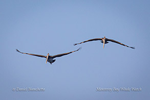 Brown Pelicans photo by Daniel Bianchetta