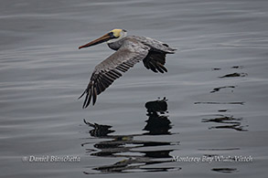 California Brown Pelican photo by Daniel Bianchetta