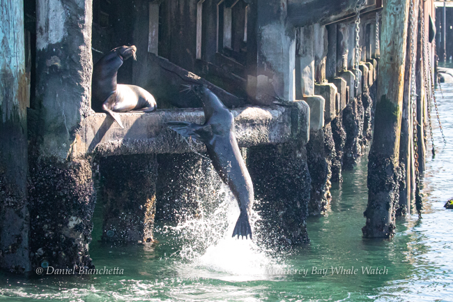 California Sea Lions, photo by Daniel Bianchetta