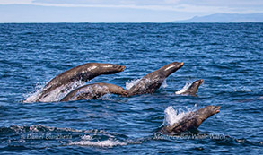 California Sea Lions photo by Daniel Bianchetta