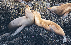 California Sea Lions photo by Daniel Bianchetta