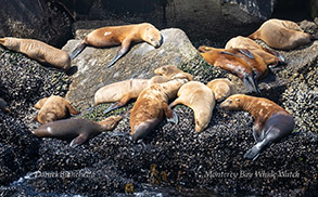 California Sea Lions photo by Daniel Bianchetta