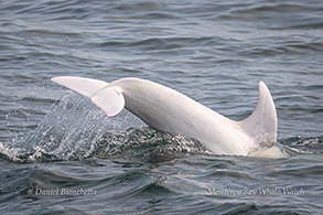 Risso's Dolphin Casper photo by Daniel Bianchetta